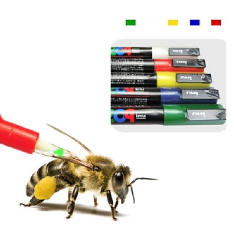 Plumon + marcador para reina